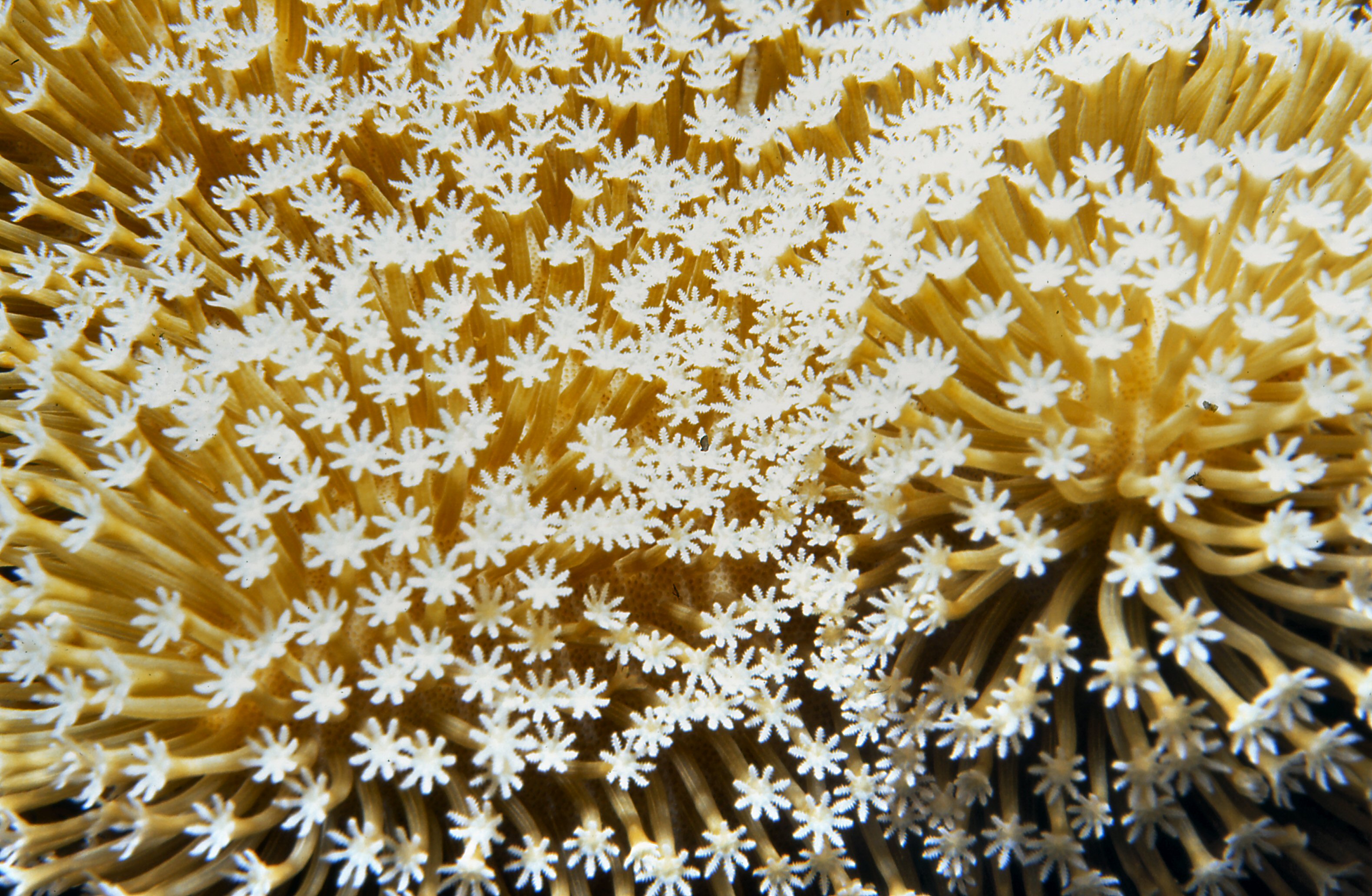 Palau   Blooming Coral